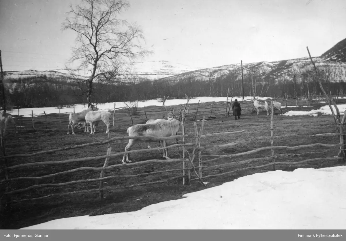 Flere reinsdyr står i en innhengning på Levajok Fjellstue. Bildet er tatt i april/mai 1948.