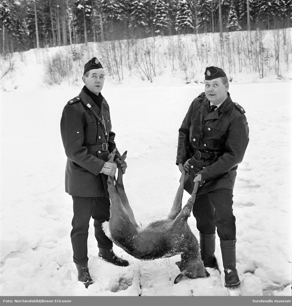 Rådjursdrama i Västbo, Njurunda. Hemmansägare E.A. Eriksson hittade två  rådjur som jagats och dödats av lösspringande hundar på Ljungans is.