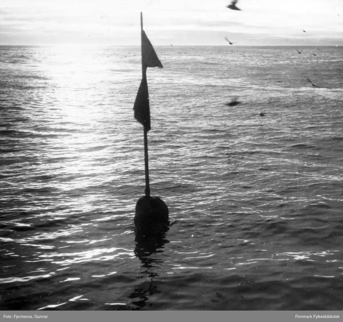 En garnbøye ligger i sjøen og bader i midnattsol. Stedet er ukjent, men bildet er tatt sommeren 1948.