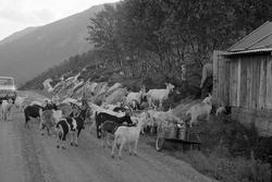 Geiteflokk på en vei. Til høyre en sommerfjøs og ei handvogn