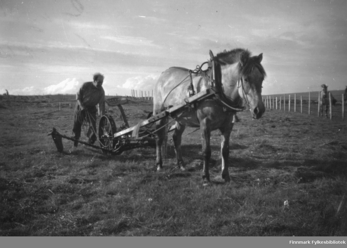 Einar Malin med hesteslåmaskin på Grunnes på 50-tallet. Hesten heter Frøya.
