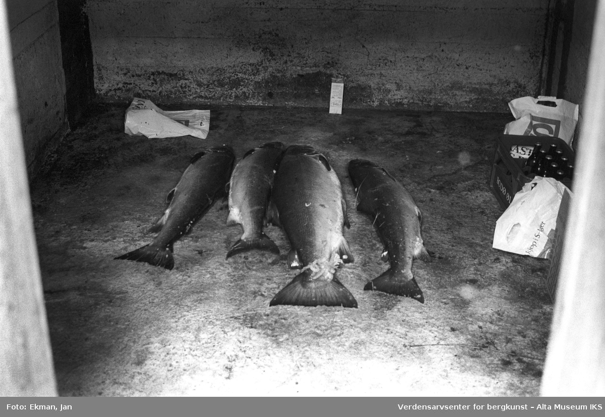 Fangst uten personer. 

Fotografert mellom 1978 og 1979.

Fotoserie: Laksefiske i Altaelva i perioden 1970-1988 (av Jan Ekman).
