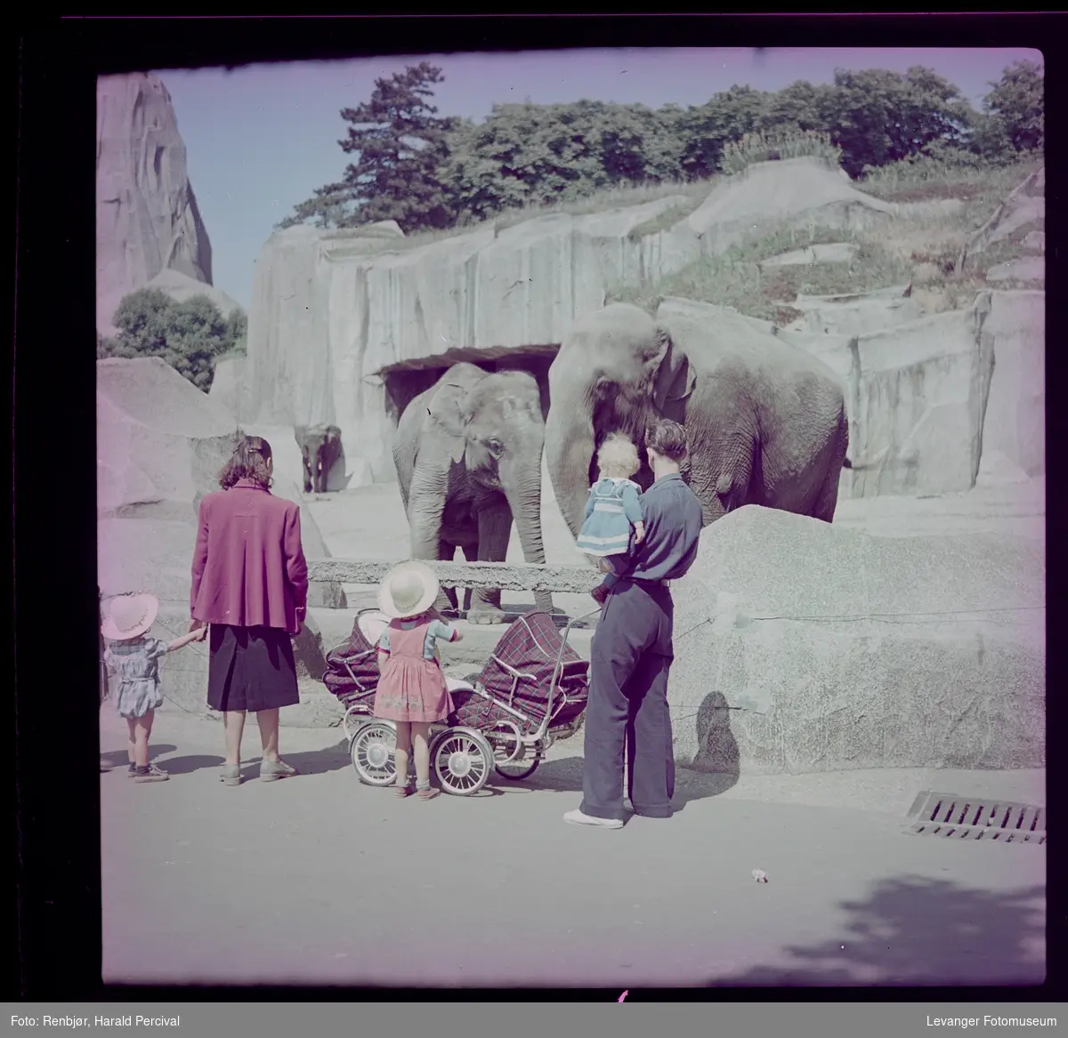 Elefanter i Zoo i Paris, barnevogn for tvillinger.