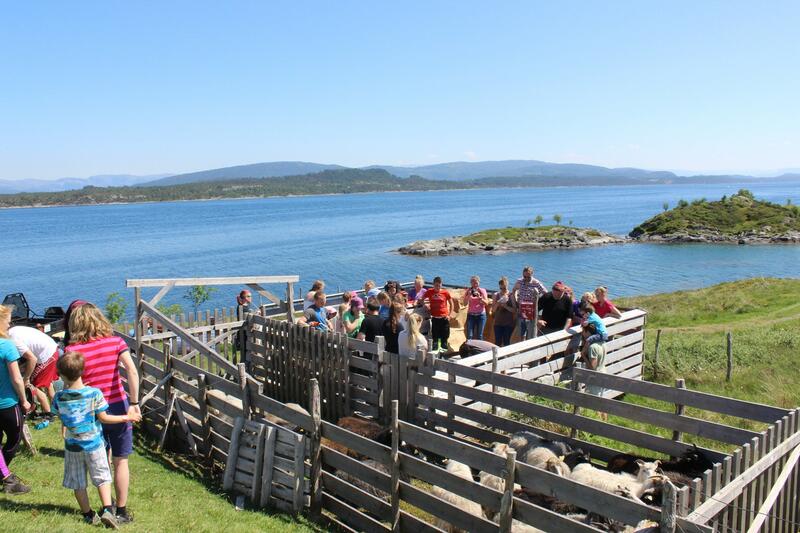 sauesanking: sauar i båsar med folk rundt, sjø i bakgrunnen (Foto/Photo)