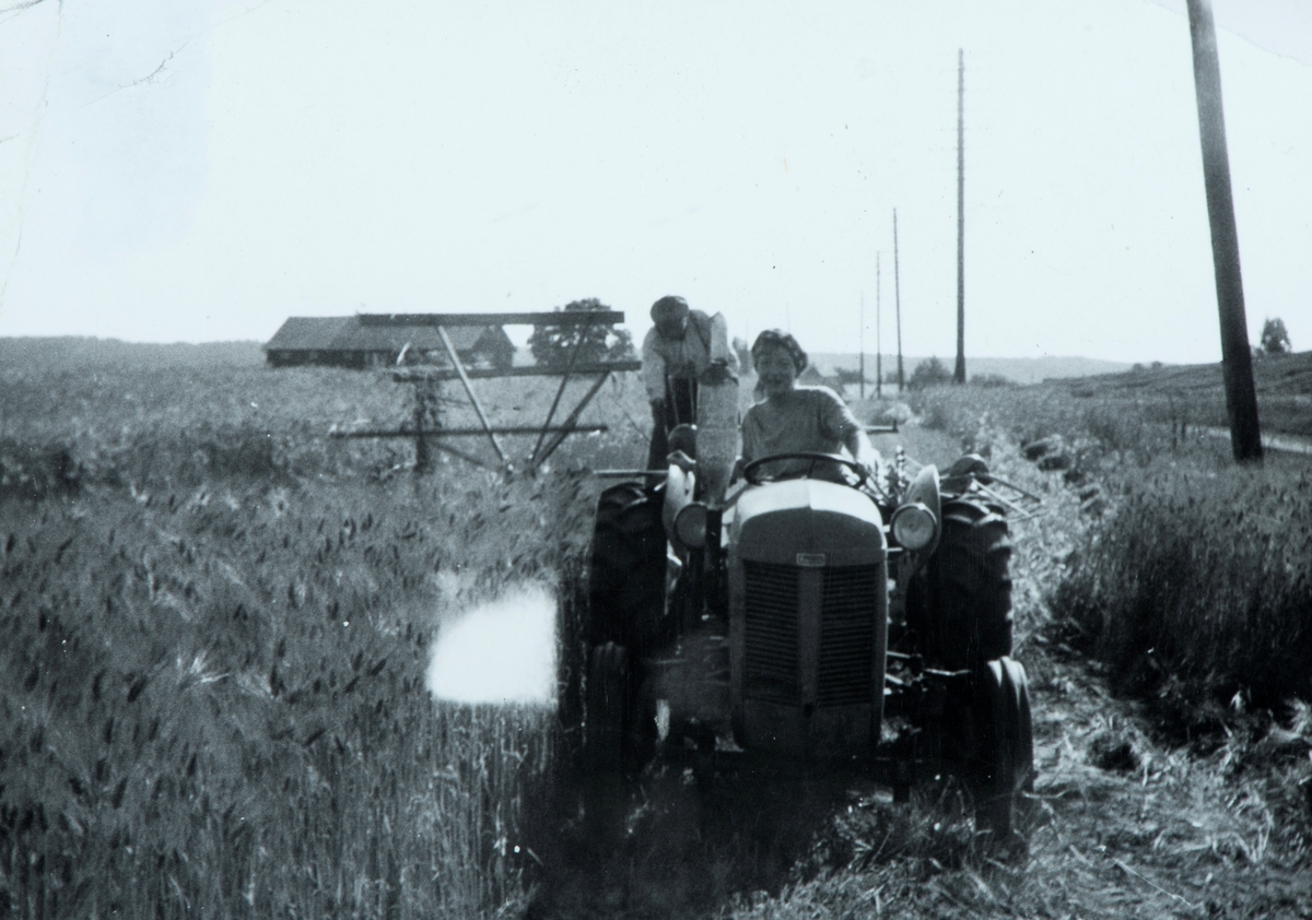 Hagen gård, gnr. 231, bnr. 1, Ilseng. Skuronn. T.h. Ingvald Wolden,  Helene Gudbjørg Lunde kjører traktoren, selvbinder,