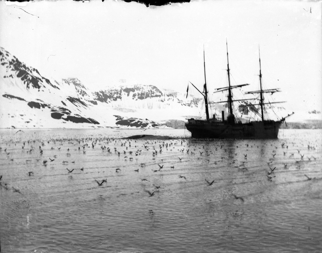 Ett oidentifierat troligen norskt tremastat ångfartyg vid Spetsbergen. En mängd fåglar i vattnet och runt fartyget. Snöklädda berg i bakgrunden.