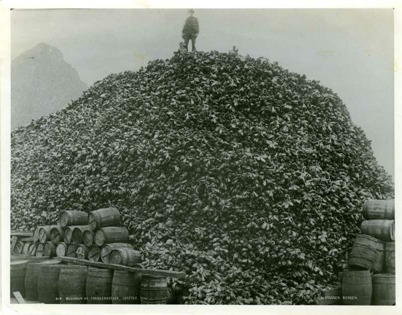 Lofotfisket i 1890-årene. Millioner av torskehoder ved guanofabrikk.