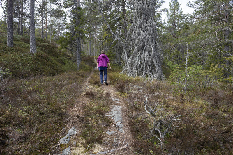 Fra Henschensetra fører stien langs den gamle kjerreveien opp bakken gjennom gammel skog til gruvene (130 m stigning). Turstien på den gamle gruveveien går videre mot Helgevannsgruvene. (Foto/Photo)