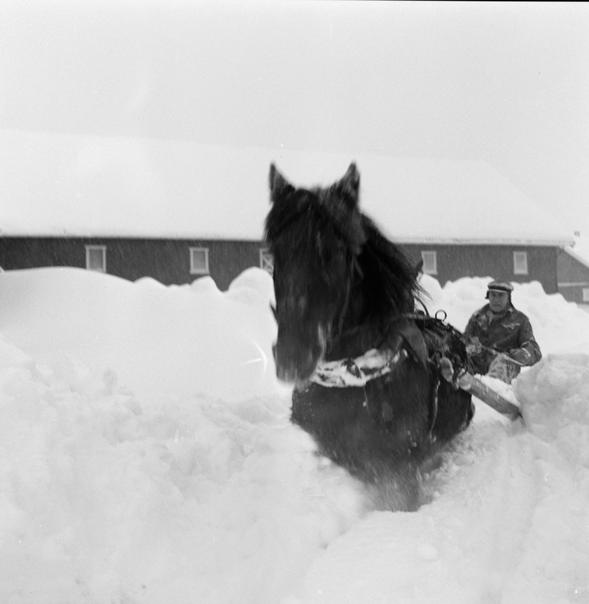 Ole Stokker med hest og slede i dyp snø på Sørum gård i Gjerdrum