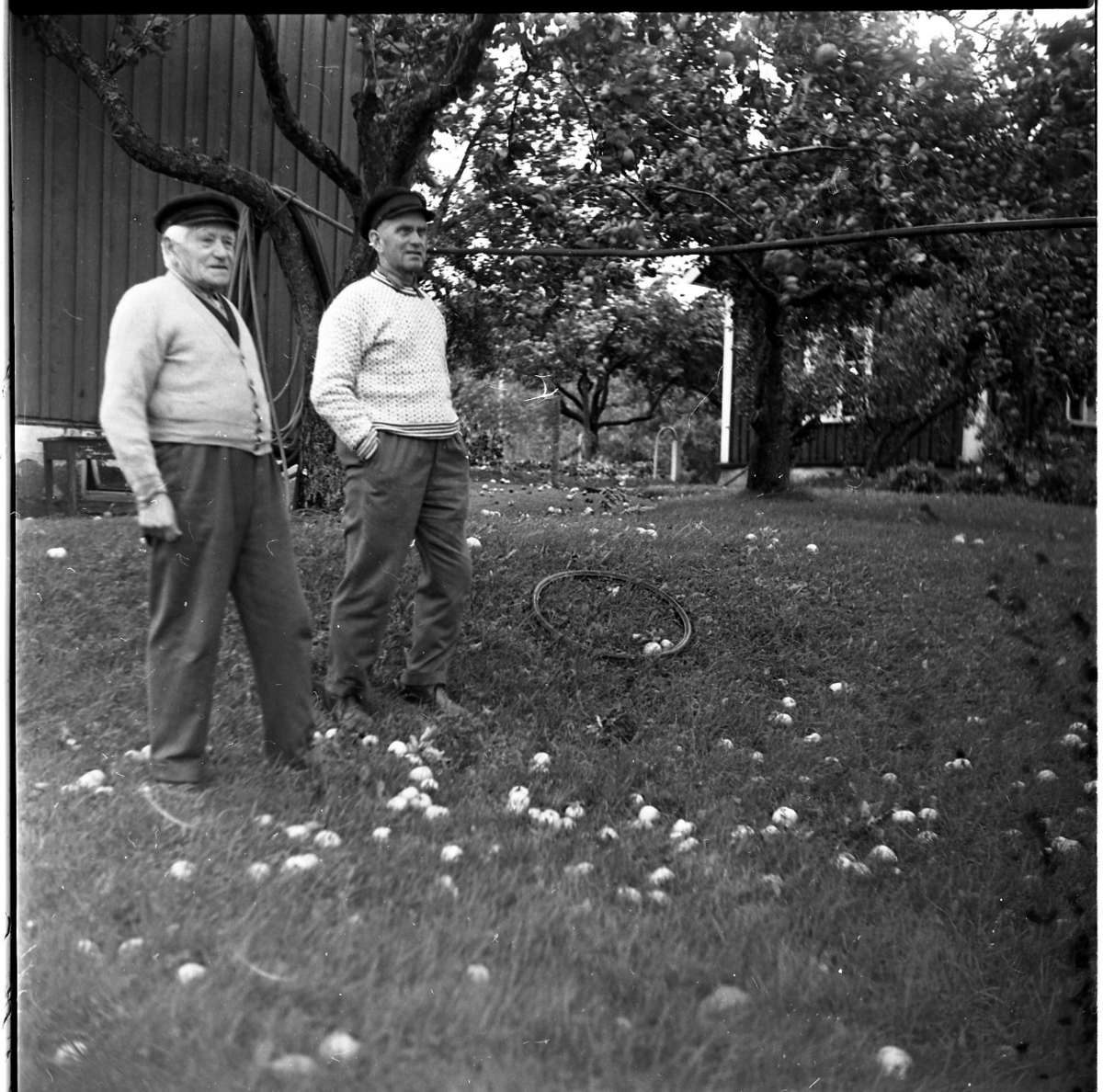 Två män med keps och cardigan respektive tröja står i en trädgård i Röttle. Det är Ernst Stark och Olle Johansson till höger. Det ligger mycket fallfrukt på gräsmattan.