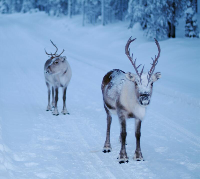 To reinsdyr i vinterlandskap