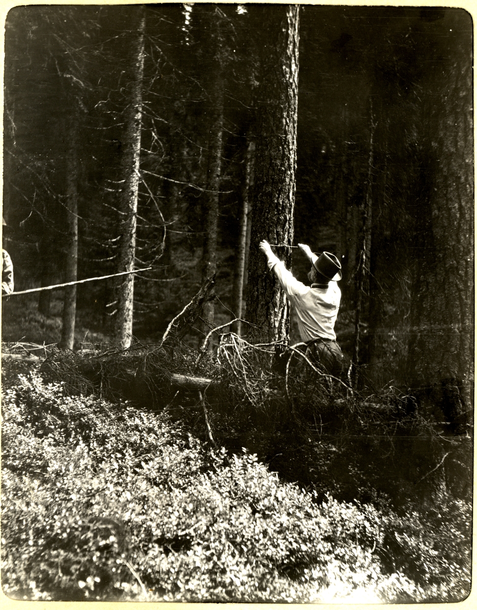 Ferdinand Egeberg i gang med blinking i skogen i Rasenlia ovenfor gården Søndre Rasen i Romedal, Hedmark. Fotografert juli 1909.