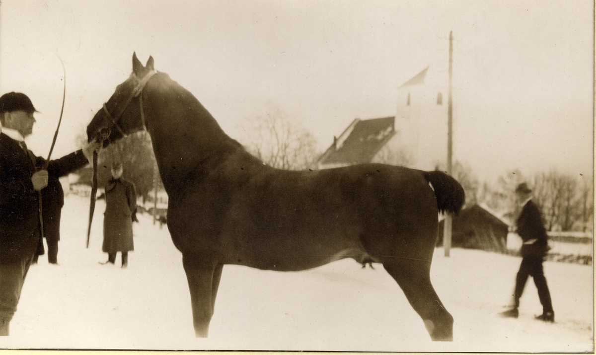 En rytter viser frem hesten "Millington".I bakgrunnen to menn og en kirke. Fotografert 1918.