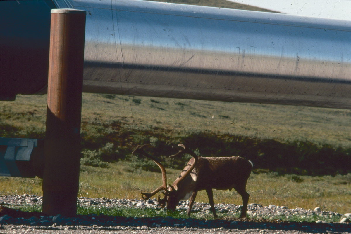 Caribou bulls feeding on «revegetated» pipeline pad.