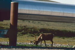 Caribou bulls feeding on «revegetated» pipeline pad