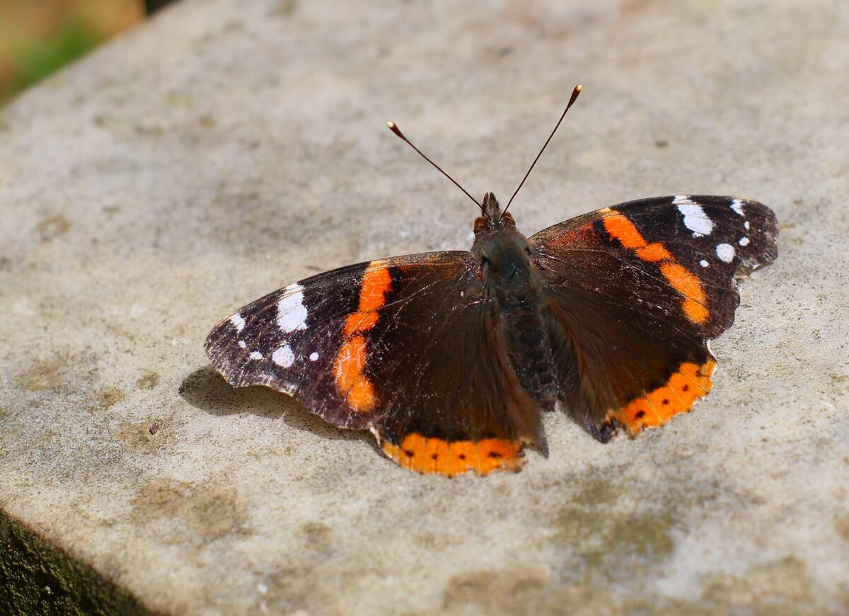 Admiralsommerfugl Vanessa atalanta. Foto: Funk Dooby / Admiralsommerfugl Vanessa atalanta. Foto: Funk Dooby