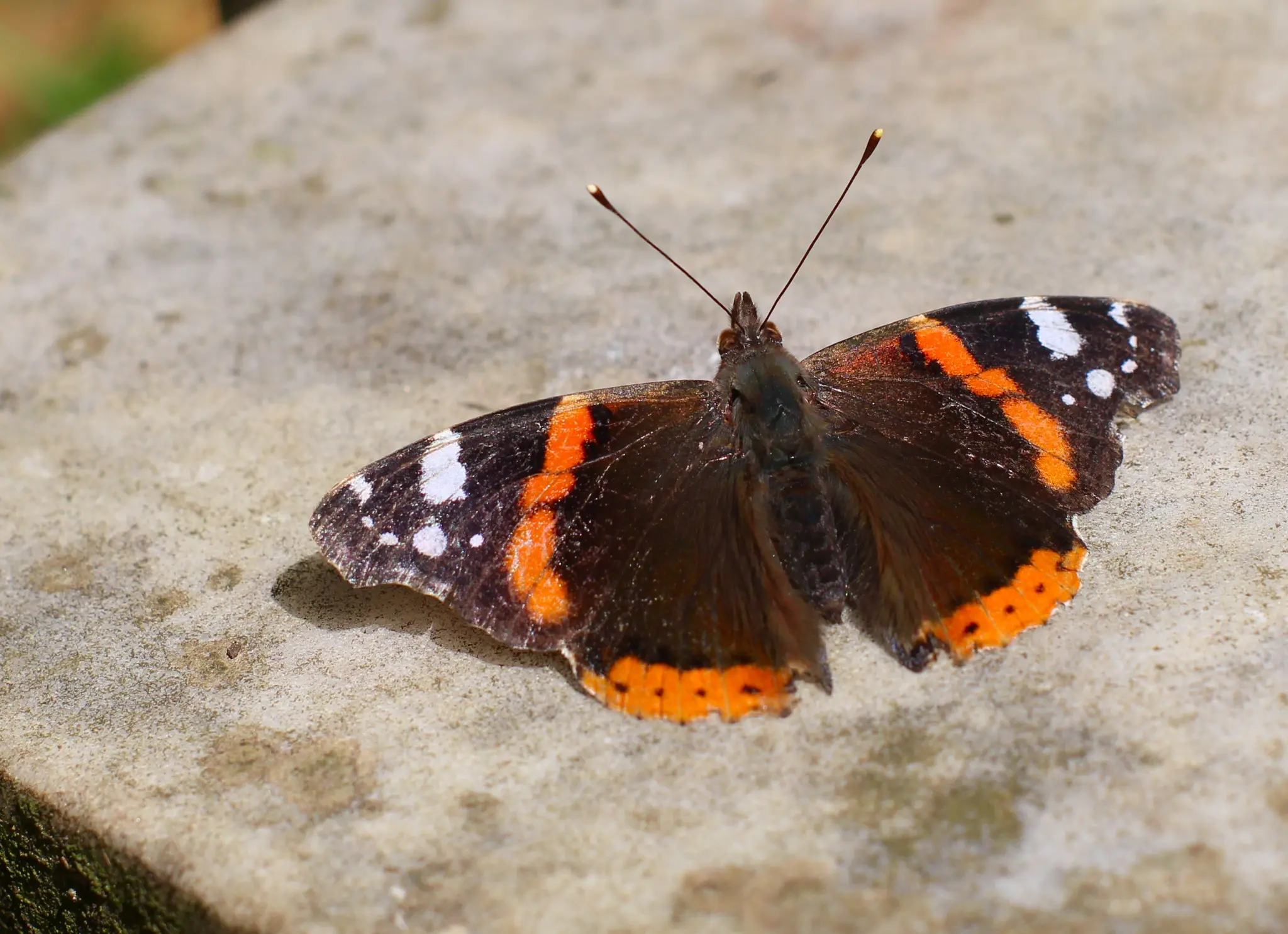 Admiralsommerfugl Vanessa atalanta. Foto: Funk Dooby