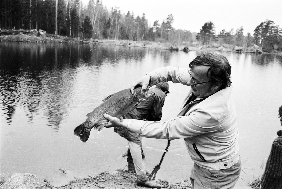 Stor isättning av Regnbåge i Marionsjön, Söderfors, Uppland 1973