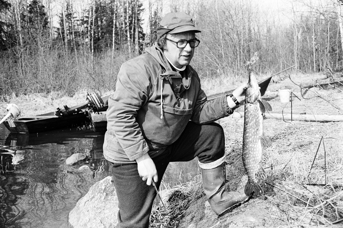 Provfiske på harr i Bredforsen, Uppland 1973