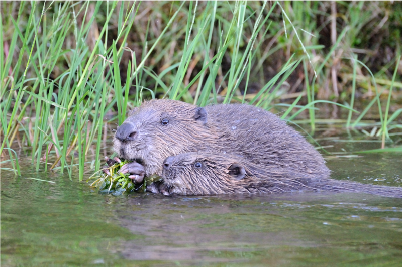 Foto av to bevere som er i vannet langs vannkanten og spiser gress