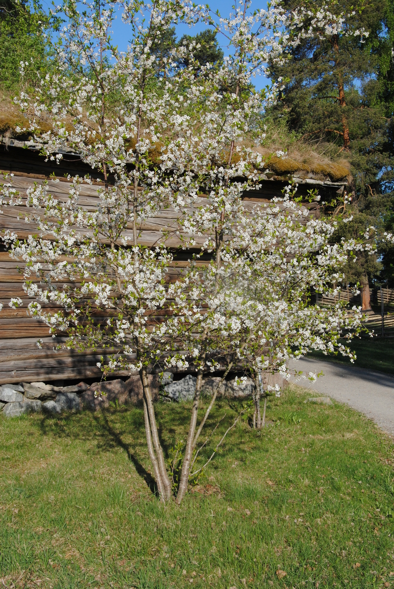"Bondkörsbär från Solvik" samlades in 2002 från torpet Solvik på Ängsö. Givaren flyttade till Solvik på 1950-talet och då växte körsbäret där. Givaren använde bären till saft. Körsbäret växer idag bakom mangårdsbyggnaden på bondgården på museet. 