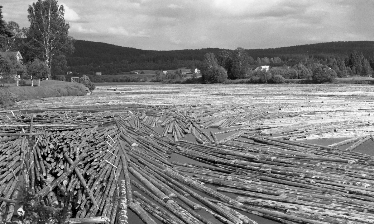 Store mengder barket fløtingstømmer på Glomma ovenfor dammen ved Funnefossen i Nes kommune på Øvre Romerike. Bildet tatt fra brygga og oppover mot koia en sommerdag i 1959.