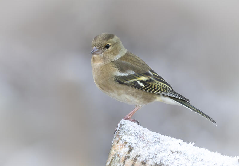 Foto av en bokfink hunnfugl som sitter på en snødekt stubbe