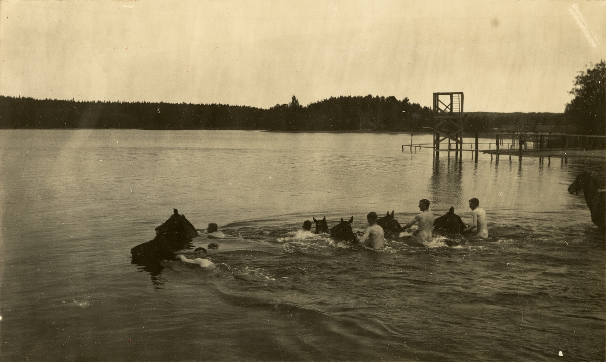Soldater från Kavalleriskolan simmar med hästar.