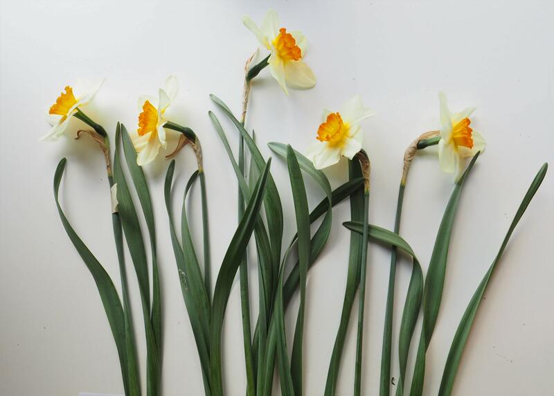 Narcissus 'Croesus' (Foto/Photo)