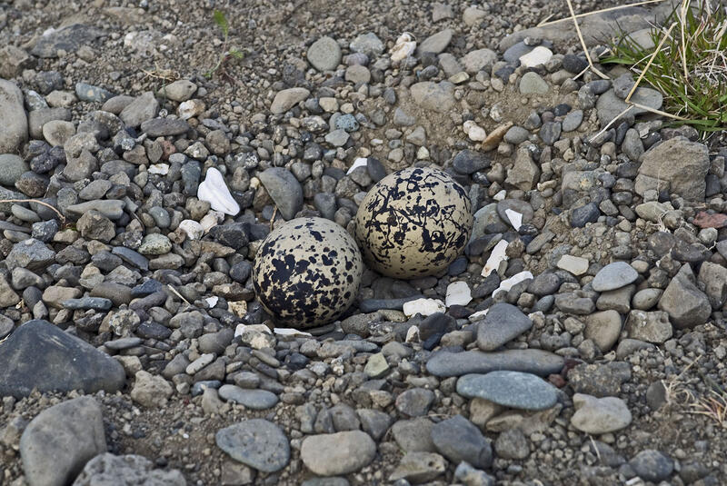 Foto av to tjeld egg som ligger på bakken med mye småstein rundt, dette er et tjeld reir
