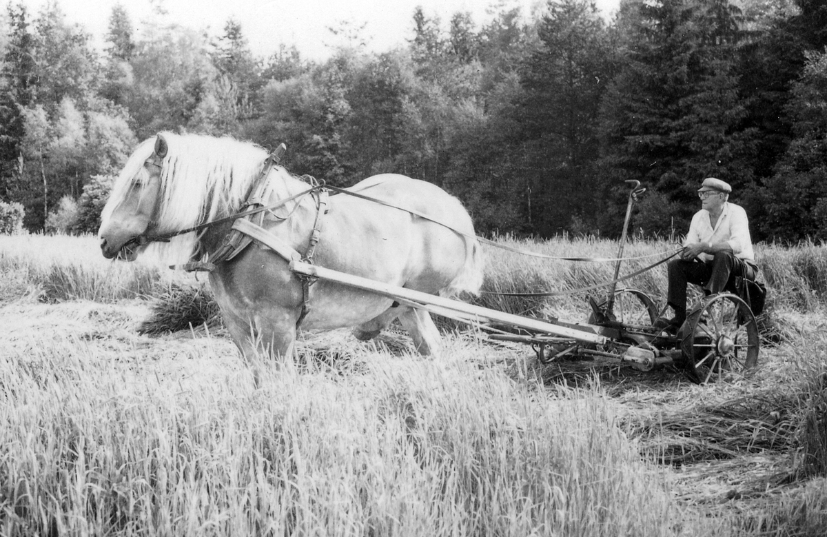 Södra Unnaryds sn. Hässlehult.
Gustav Svensson, kör med hästdragen slåttermaskin. Maskinen inköpt ca 1943. Det är hästens vinterfoder som skördas 21 juni 1983.