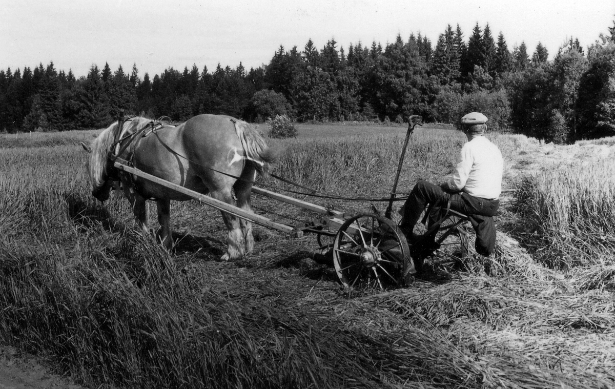 Södra Unnaryds sn. Hässlehult.
Gustav Svensson, kör med hästdragen slåttermaskin. Maskinen inköpt ca 1943. Det är hästens vinterfoder som skördas 21 juni 1983.