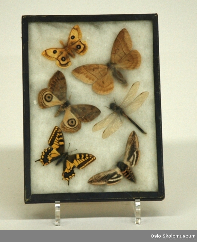 Ramme med fem sommerfugler og en øyenstikker. Disse ligger i en seng av bomull. På baksiden av rammen står navnene på de ulike artene; Automeris specis, Tauspinner, Øienstikker, Automaris coresu og Ligustersværmer.