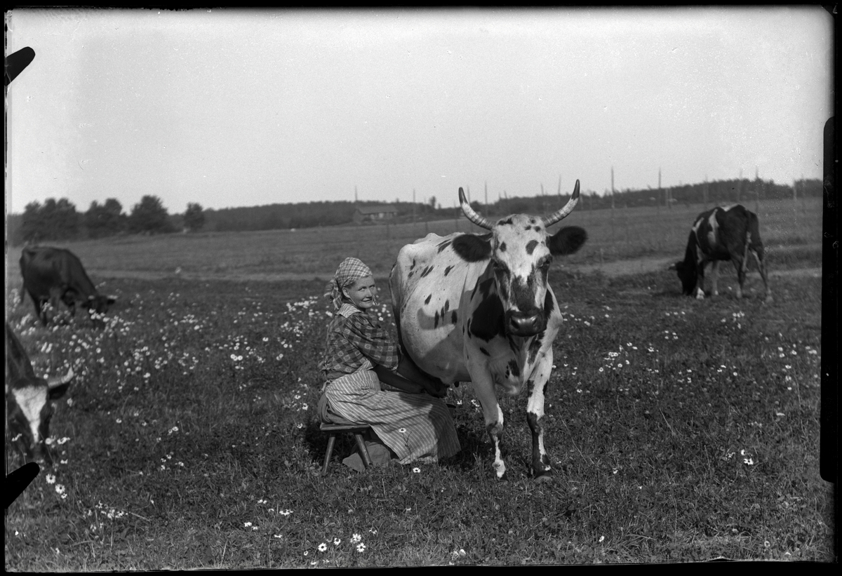 Kvinna mjölkar ko