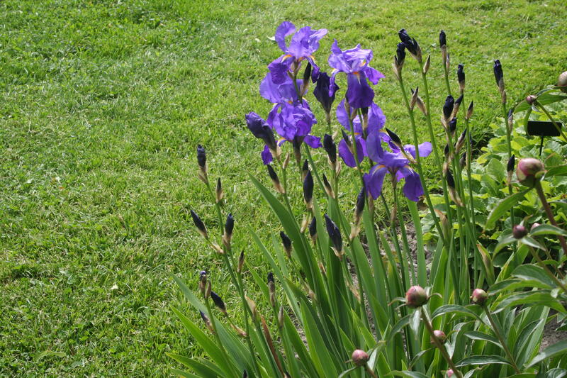 GH 2005 20 Iris 'Sapphire' (Foto/Photo)