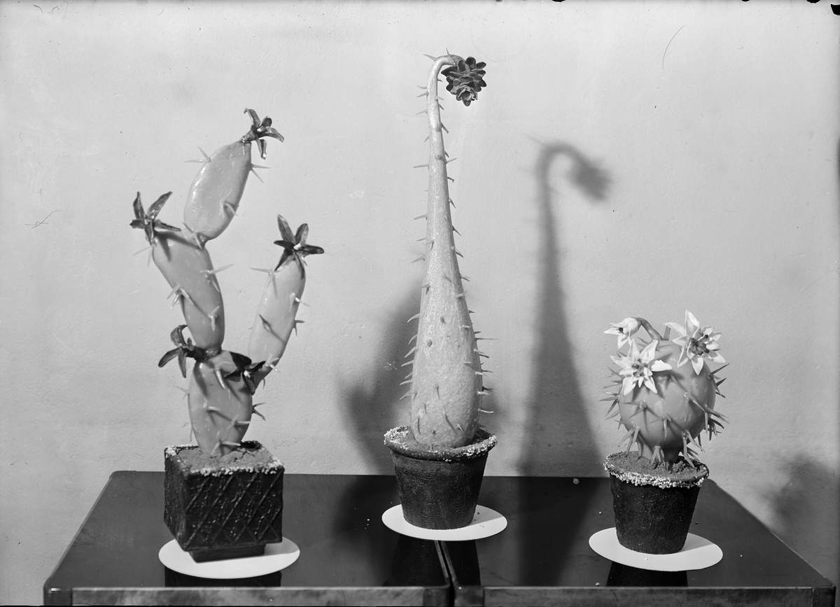 Blommande kaktusar, Holgers Konditori, Uppsala 1950