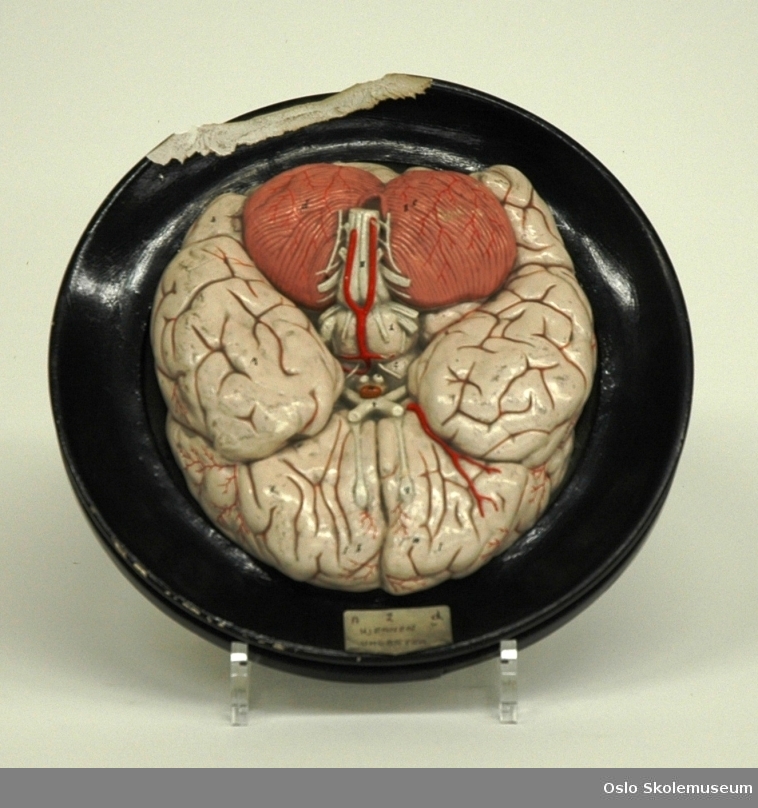 Undervisningsmodell som viser en hjerne sett ovenfra. Hjernen er festet på et svartmalt rundt plate. De ulike delene av hjernen er merket med bokstaver og tall.

