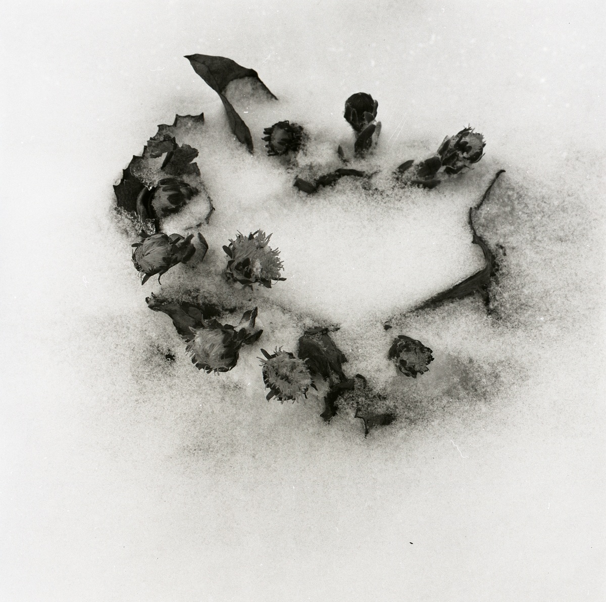 Tussilago i snö, cirka 1980.