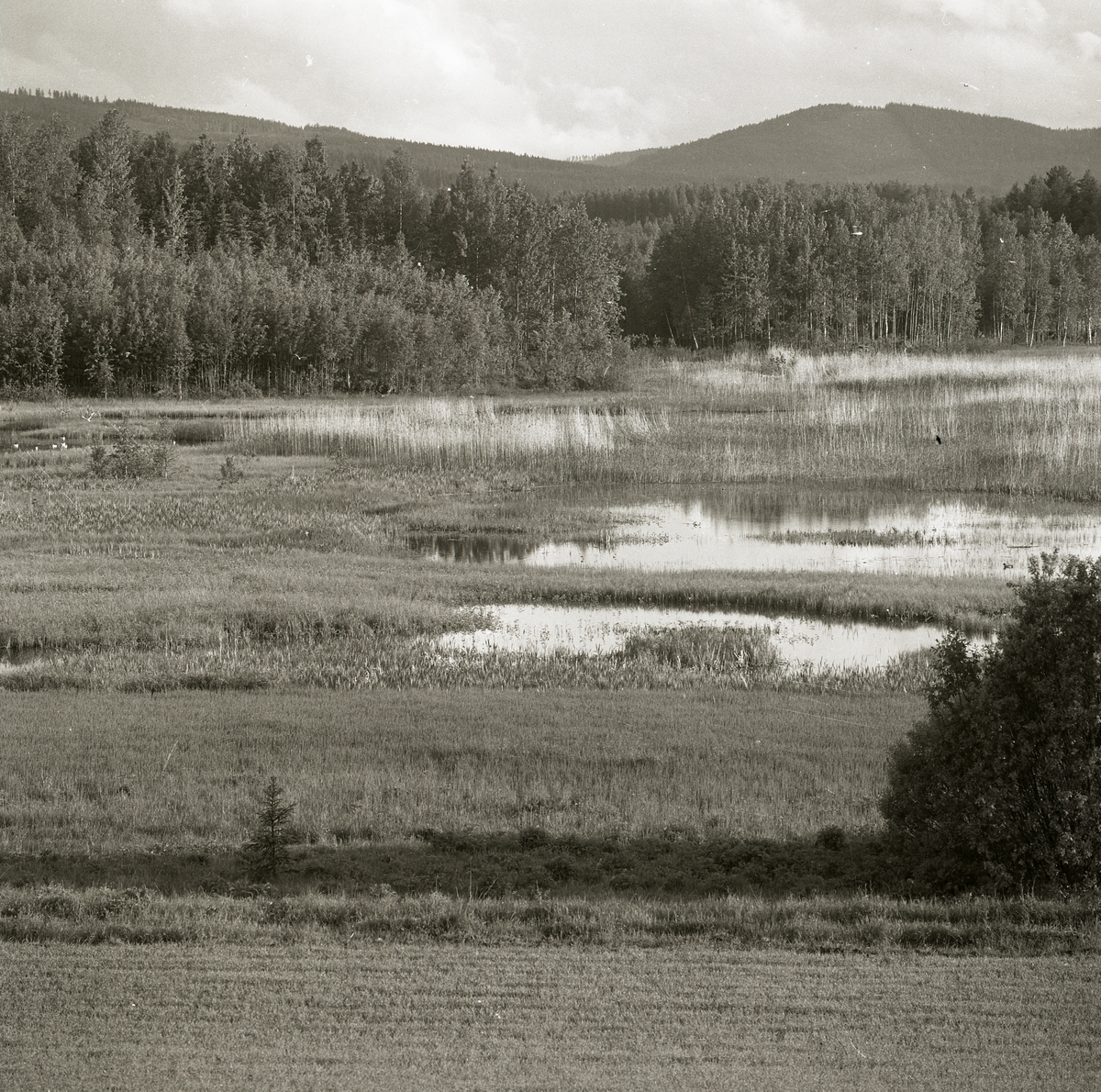 En våtmark med skog och berg i bakgrunden, Ljusdal 1982.