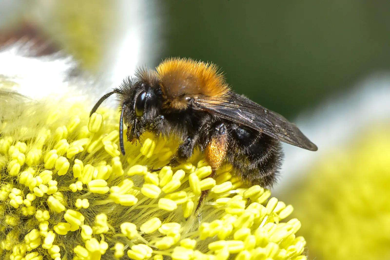 Foto: Arnstein Staverløkk/Norsk institutt for naturforskning (CC BY 3.0)