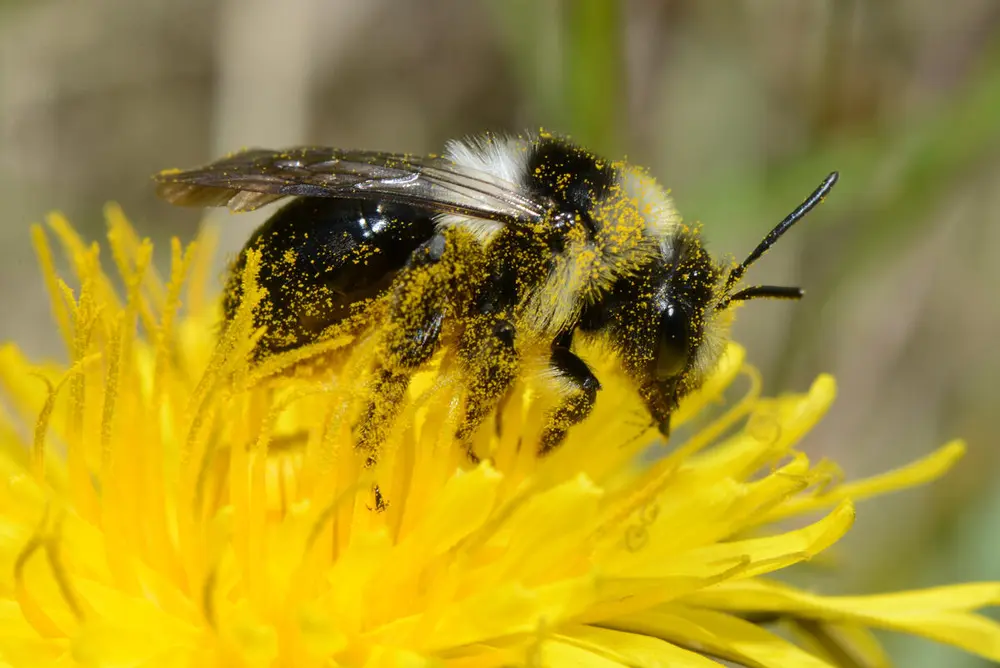 Foto av en praktsandbie som sitter på en blomst og samler pollen