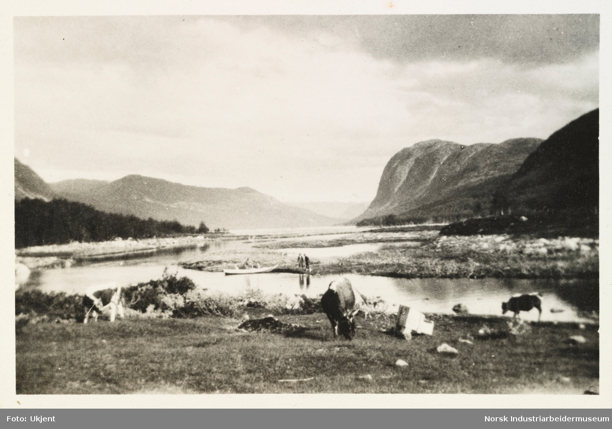 Briskeroe, Møsstrond. Hest og kyr beiter foran utsikt av fjell og Møsvatn. I bakgrunn mennesker og pråm