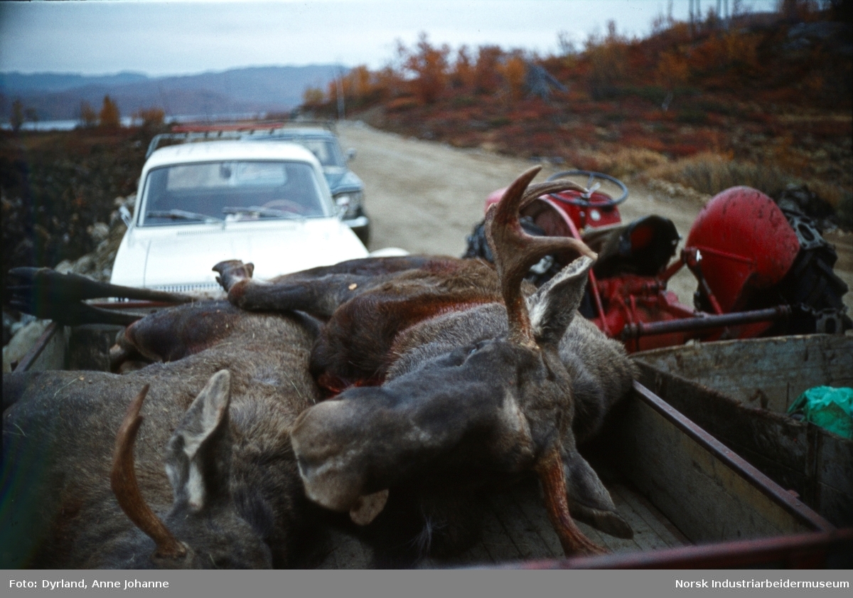 Skutt elg fraktes på henger med bil på Rjukanvegen "rettlina" på Møsstrond
