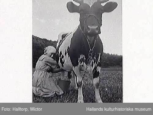 Annie Carlsson, gift Larsson, mjölkar kon Dahlia på Hallagård, Skärte 3 i Rolfstorp.