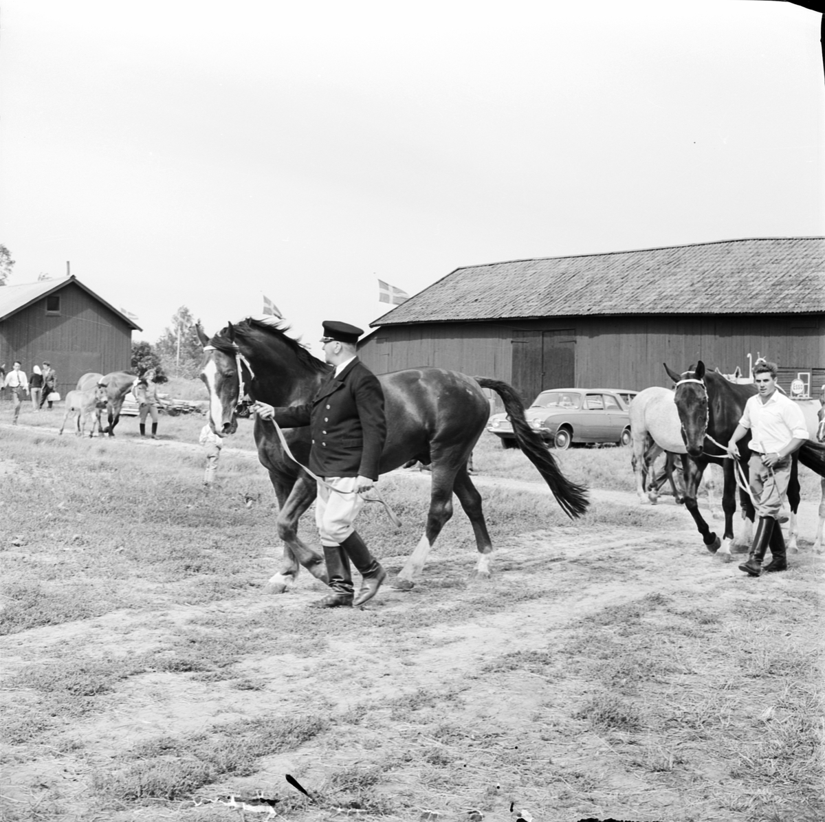 Lantbrukshögskolan, hästpremiering vid Ultuna, Uppsala 1964