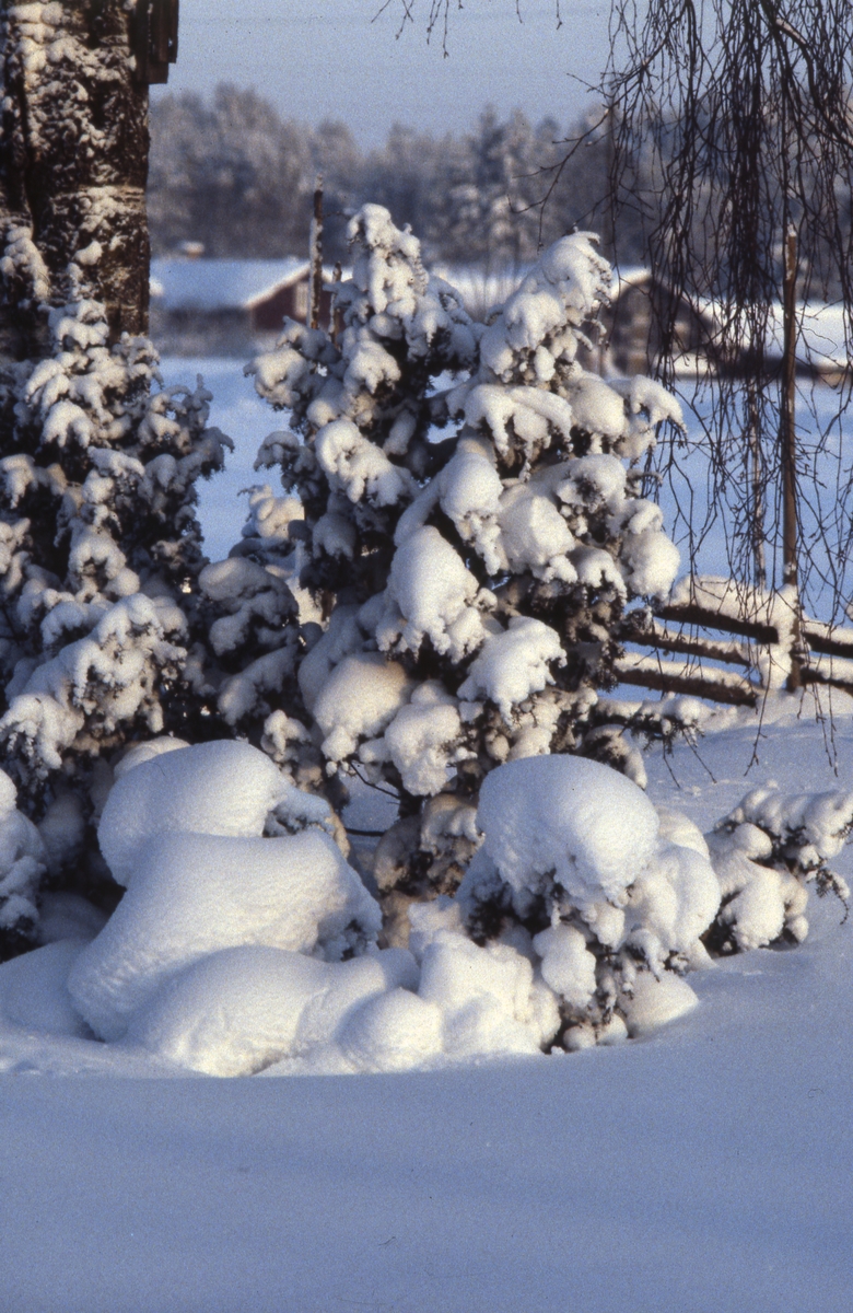Snötyngd enbuske i vinterlandskap.