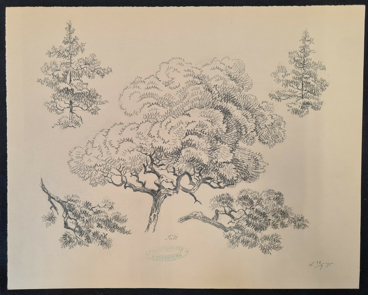 Teckning av F. A. Zettergren över ett träds grenverk, en tall. Teckningen är stämplad med F. A. Zettergren Wenersborg. Den är även daterad 28/9 1875.