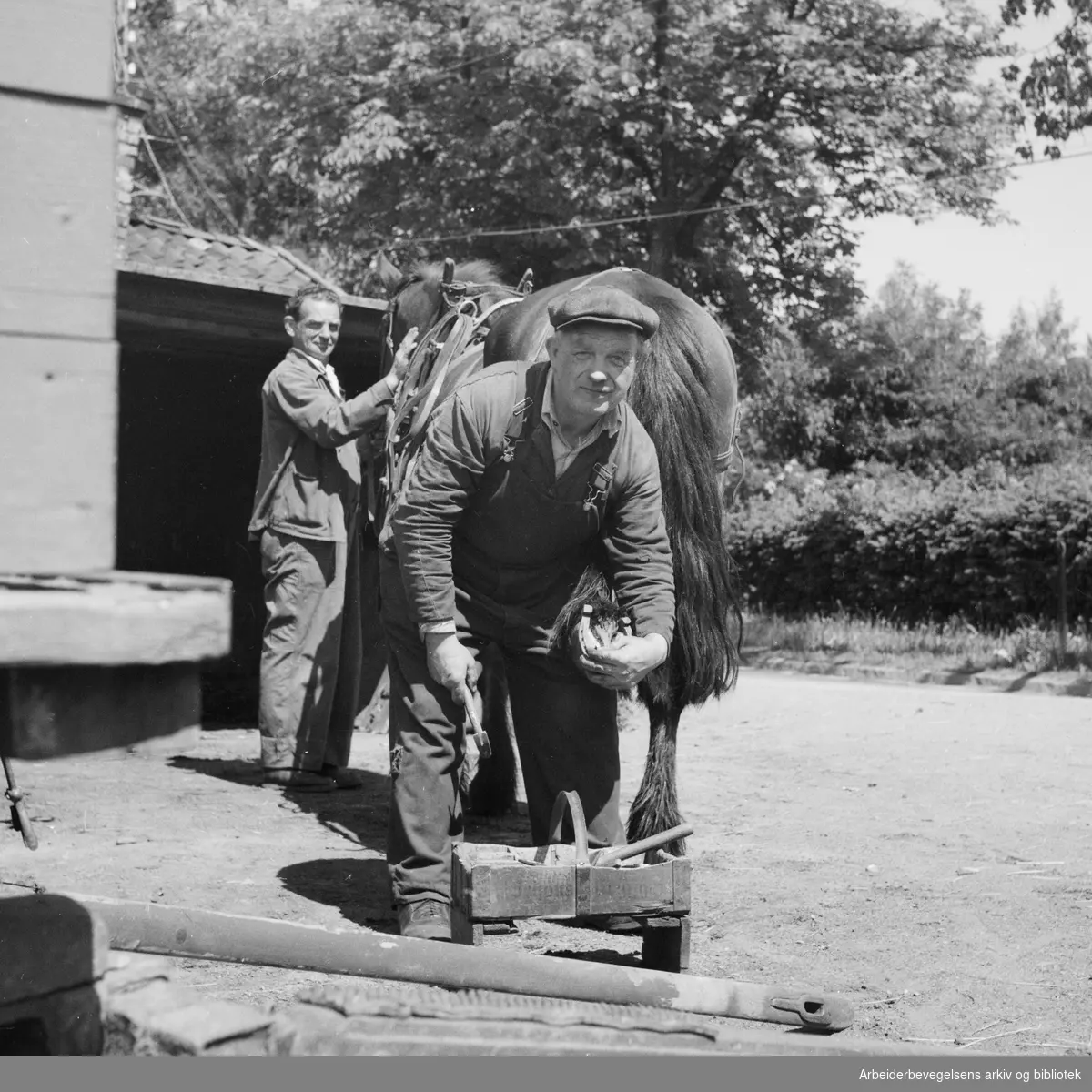 Hovsmedene O. Kittelsen og Georg Karlsen i Ulvensmia setter nye sko på hesten Brunen - fast ansatt i Oslo Veivesen. Juni 1952 .