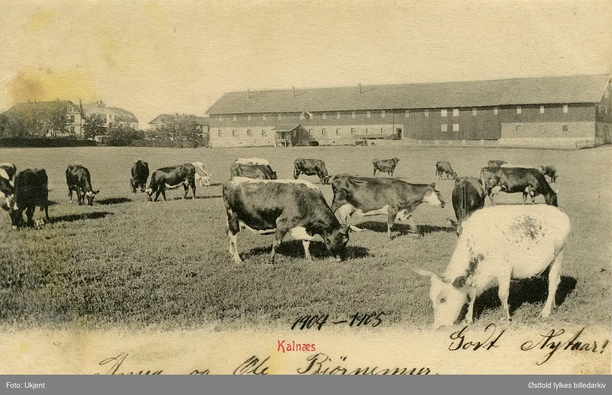 Kalnes Landbruksskole i Tune. Prospektkort med kuer på jordet i forgrunnen og låven i bakgrunnen.