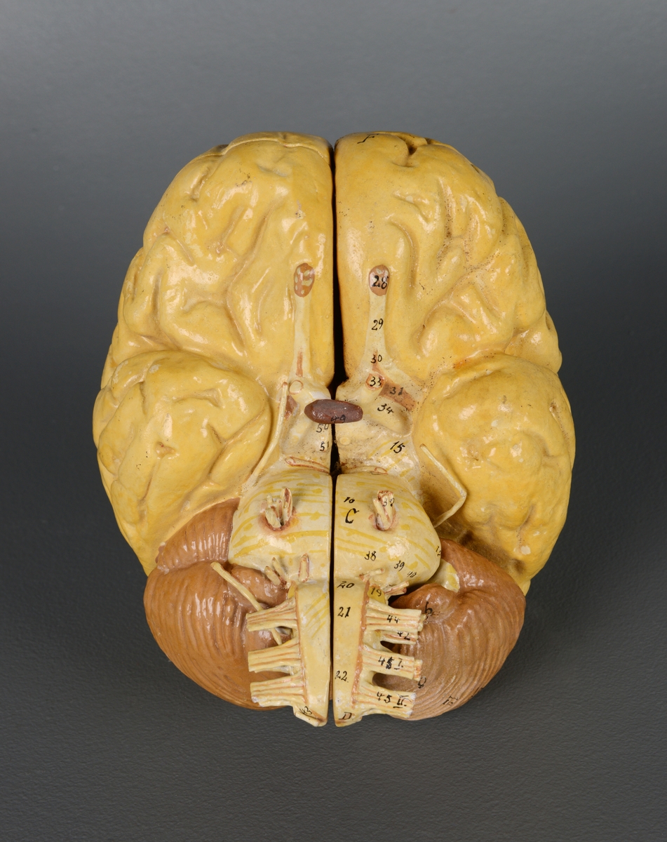 Undervisningsmodell av en hjerne. Gjenstanden består av fire deler som kan åpnes og festes sammen med tynne metallstenger. De anatomiske delene er merket med tall og bokstaver.